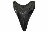 Juvenile Megalodon Tooth - South Carolina #340468-1